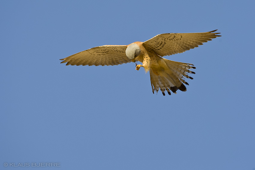 Lesser Kestrel_KBJ7843.jpg - Lesser Kester male - Eilat